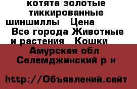 котята золотые тиккированные шиншиллы › Цена ­ 8 000 - Все города Животные и растения » Кошки   . Амурская обл.,Селемджинский р-н